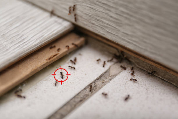 Best Affordable Pest Control Services  in Porters Neck, NC