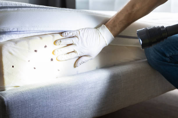 Best Flea Control Services  in Porters Neck, NC